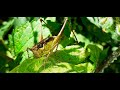 Pholidoptera Griseoaptera - The Dark Bush Cricket - Female, Male and stages of development.
