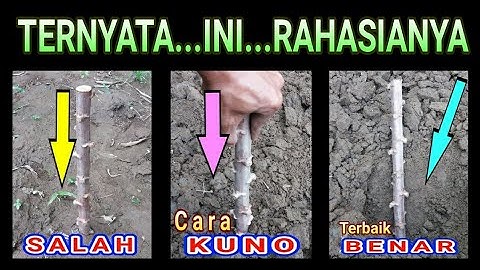 Cara Menanam Singkong Yang Benar | Panduan Lengkap Teknik Tanam Singkong Yang Baik