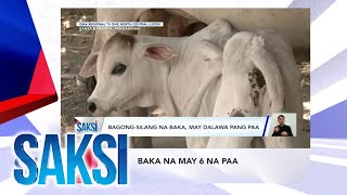 Saksi Recap: Baka Na May 6 Na Paa  (Originally Aired On May 16, 2024)