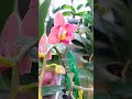 #орхидеи 🦋Tying Shin Smart/Тай ши смарт #бабочка 🌸 #цветение 🦋 #фаленопсис #растения #цветы #shorts