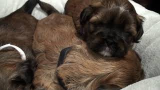 Shih-tzu Puppies at Four Weeks Old