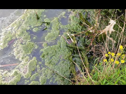 Study the Susquehanna: Algae vs. cyanobacteria