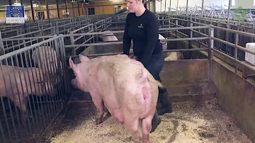 Vad ska man inte ge grisar?