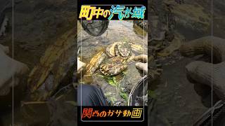 【ガサガサ】町中の汽水の川にいる生き物！ #魚 #淡水魚 #生き物 #飼育