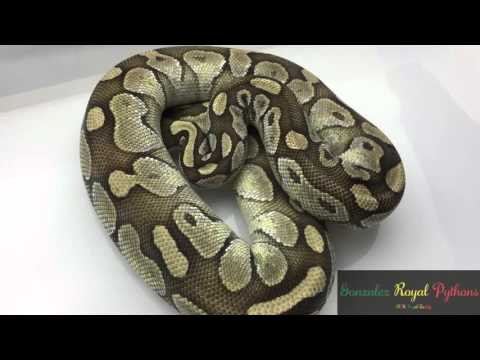 Lesser Ball Python