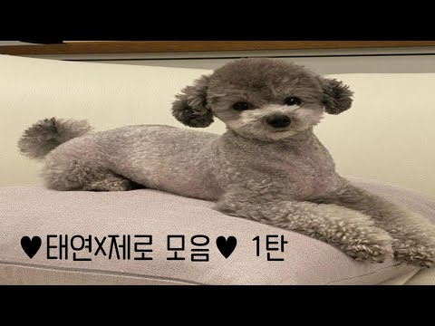 태연 라방 속 태연X제로 모먼트 1탄