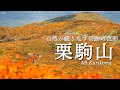 【紅葉の栗駒山】神の絨毯だけではもったいない。須川登山口 - 秣岳周回(天馬尾根)コース｜東北遠征
