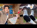 New pigeon le aye   kabutar  pigeon  pets vlog