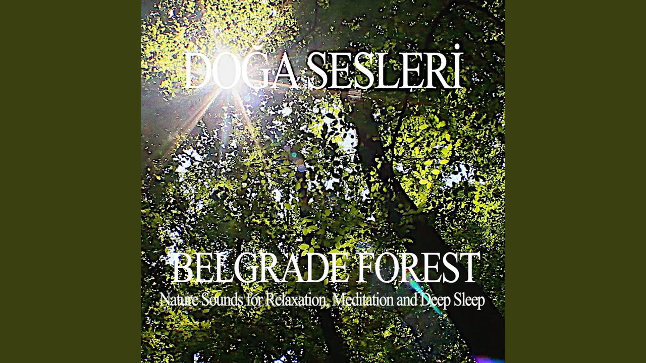 Edge of the Lake in Belgrade Forest (Only Ambience)