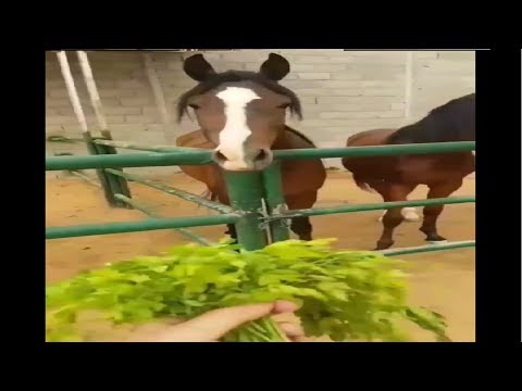 الخيل عند اكل اي شي جديد البقدونس وفوائدة