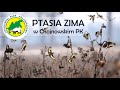 Ptasia zima w chojnowskim parku krajobrazowym  wintering birds