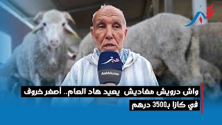 واش درويش مغاديش يعيد هاد العام.. أصغر خروف في كازا بـ3500 درهم