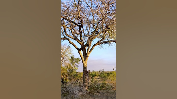 Leopard's Struggle: Hoisting Prey Gone Wrong!