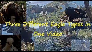 Eagle Shadow in Big Bear followed by Eaglet Feedings of Golden and WhiteTailed Babies May 15, 2024