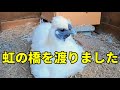 突然のことでした、今まで応援ありがとうございました 338話目