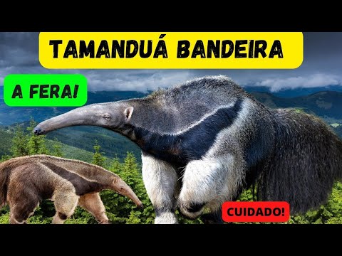 Vídeo: Tamanduá-bandeira: habitat, curiosidades, fotos