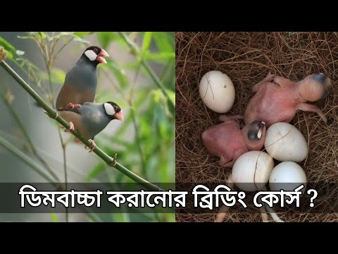 ভিডিও: জাভা শেষ পর্যন্ত কি করে?