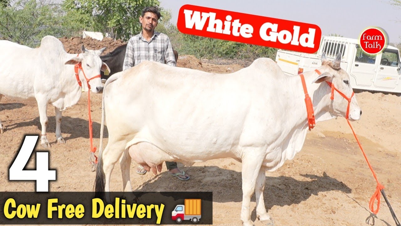 खुशखबरी! हेतराम सारण दे रहे हैं 22-24 लीटर दूध वाली 4 शानदार गायें | महा धमाका ऑफर! 🐄🔥 Cow Video 