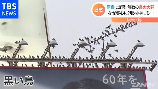 原宿に出現する無数の鳥の大群 なぜ都心に？取材中に被害も【Nスタ】