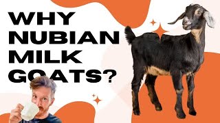 Why We Picked Nubians Over Other Goats! : Homesteading