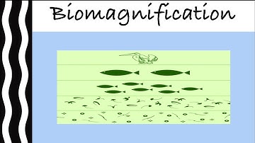 Biomagnification | Causes and Effects of Biological Magnification | Ecology and Environment