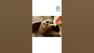 🍌🐢 ซูคาต้ากินกล้วย #funnyturtle #turtloop #animation #shorts  #loopvideo