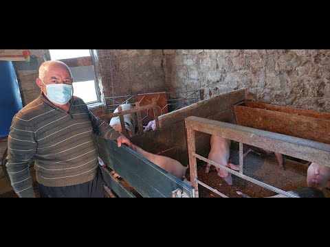 პანდემიური ფერმა