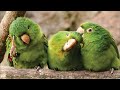 Periquito Verde Cantando e Assobiando | Parakeet