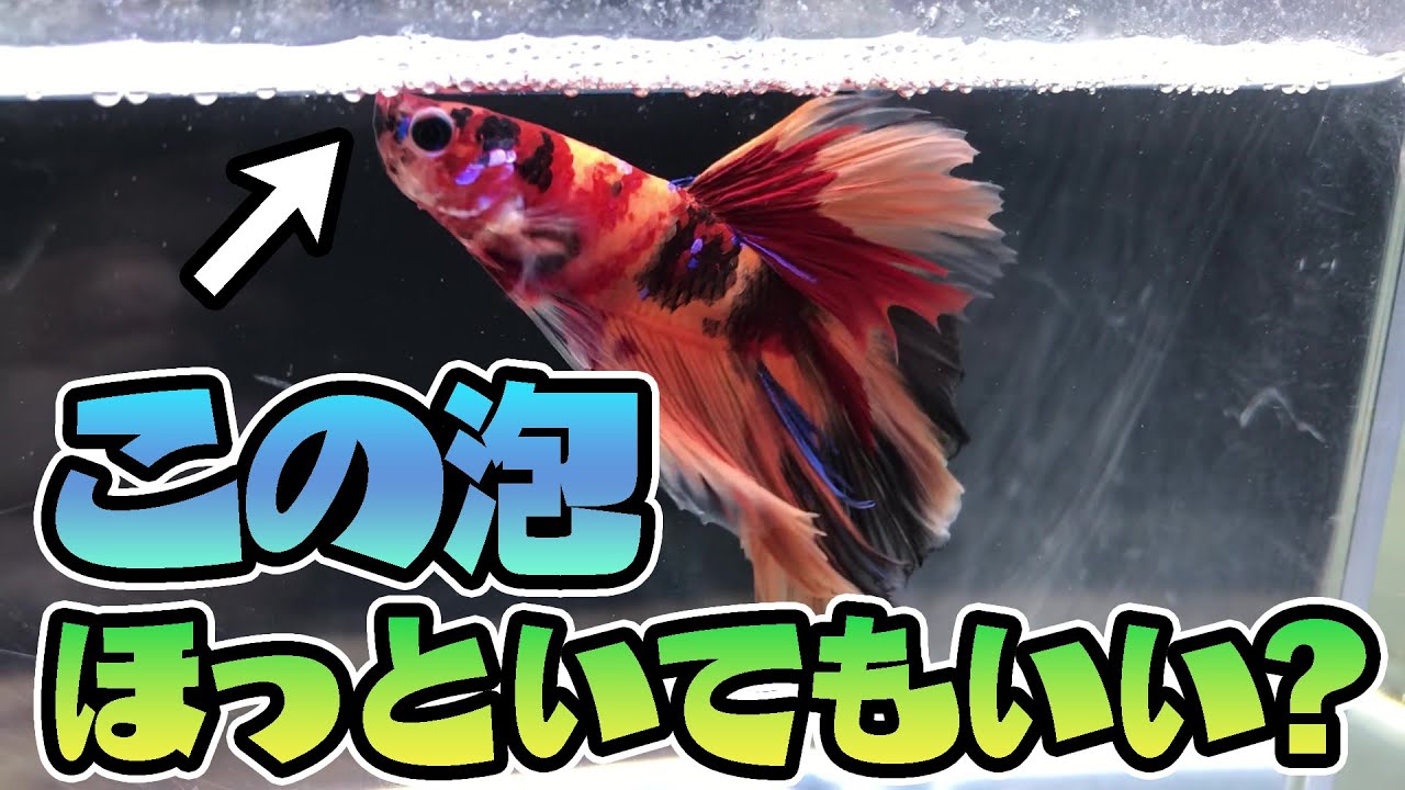 初心者の疑問 ベタ水槽の水面に浮かぶ泡って取り除いていいもの ダメなもの ベタ飼育 Youtube