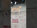 ĐI VỀ ĐÂU CÚN ƠI! cầu mong mọi người đừng xua đuổi em #Tú Vân Cooking #dog #pets #animals