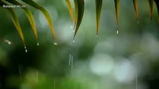 10 Hours Relaxing Sleep Music with Rain Sounds 🌹 Meditation Music, Stress Relief, Relaxing Music 2