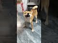 Sneezing Dogs Attack 😂 | Cutest And Funniest Dog Sneeze Moments In One Video