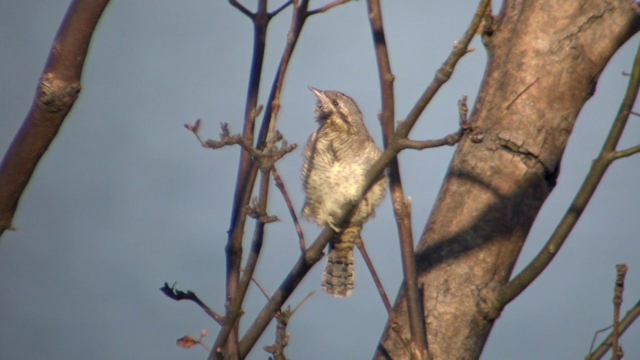 工芸品  Birds By Toikka Eurasian Wryneck Eurasian wryneck /Jynx torquilla /4K - YouTube
