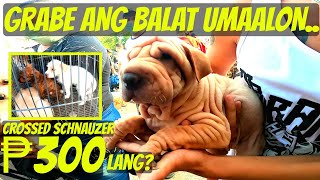 ASTIG AMERICAN BULLY DUMADAMI NA DITO../ DAGSA MGA MURANG PUPPIES