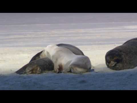 ყველაზე ლამაზი რამ რაც როდესმე მინახავს OMG!!!!!!!!