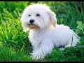 Dogfidelity  bichons maltais