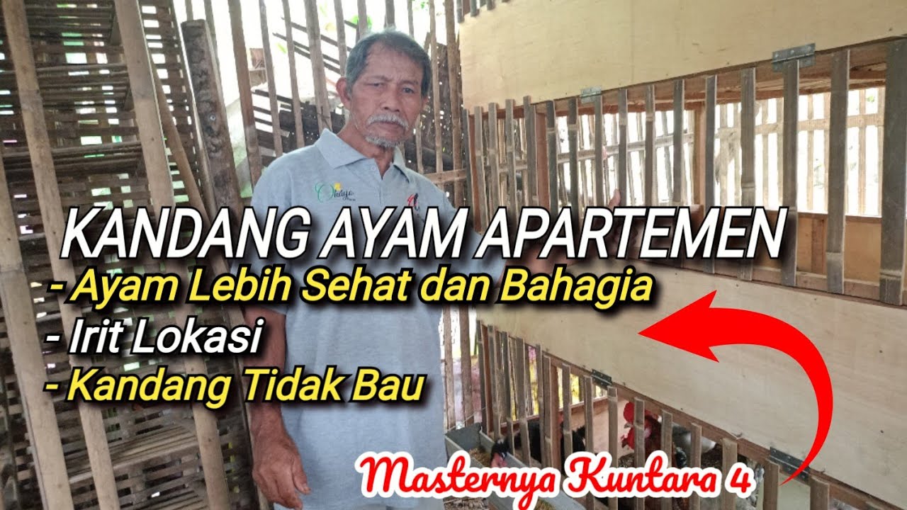 BEGINI CARA BIKIN KANDANG AYAM TIDAK BAU, IRIT LOKASI DAN AYAM LEBIH SEHAT 