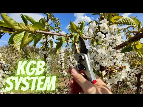 Video: Paglilinang Ng Seresa: Pagkontrol Ng Coccomycosis, Polinasyon Ng Pamumulaklak Ng Cherry, Pruning Ng Cherry