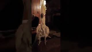 WE ALL LOVE DANCING TO SOME TUNES AFTER DINNER / COCKATOO DANCING WITH HIS DAD | PET COMPILATION by Pet Box 55 views 7 years ago 3 minutes, 35 seconds