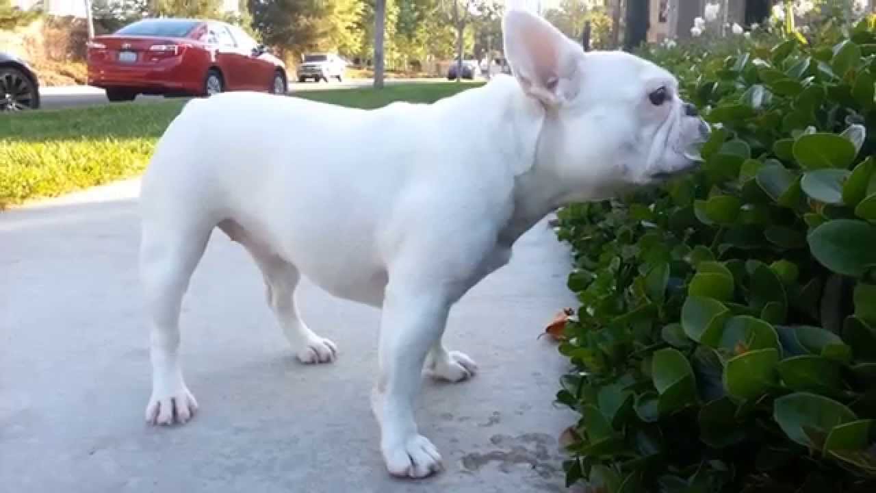 French Bulldog Puppy smells something GOOD!!! Lucy the Frenchie YouTube