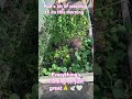 #happy #gardening #youtubeshorts #growthmindset in veggies 🙏🕊️🤍😁