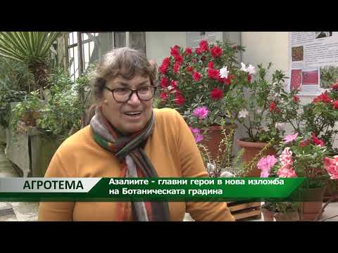 Видео: Какво е фалшива азалия - Научете повече за растението Хъкълбери на глупаците