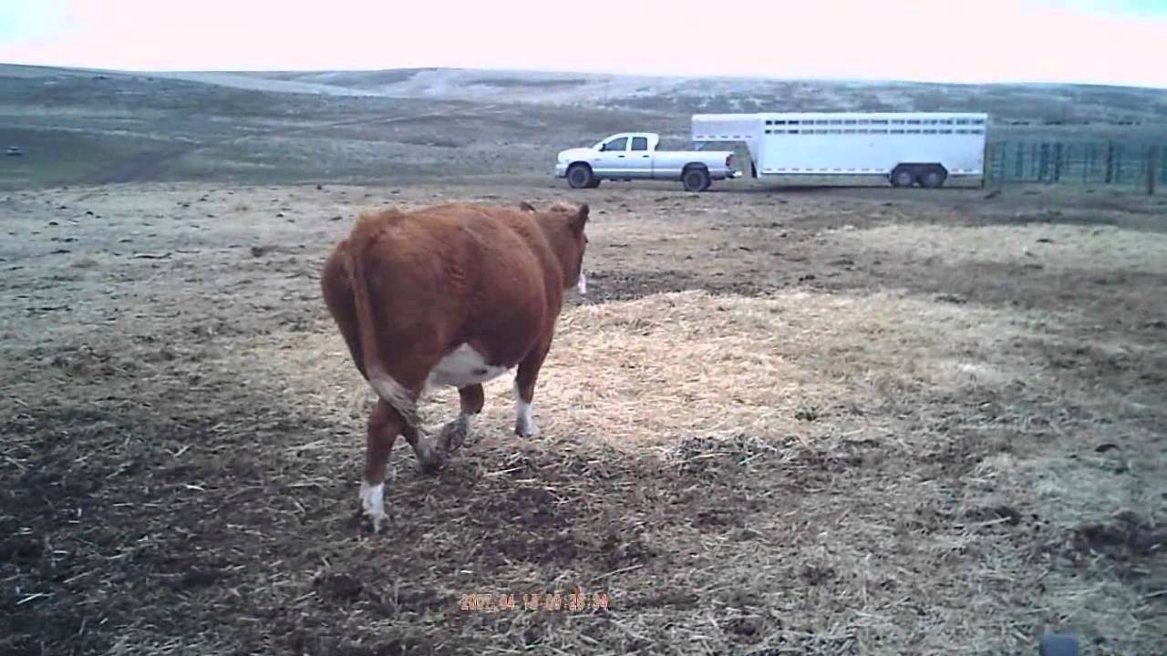 Cow Trap First Use YouTube