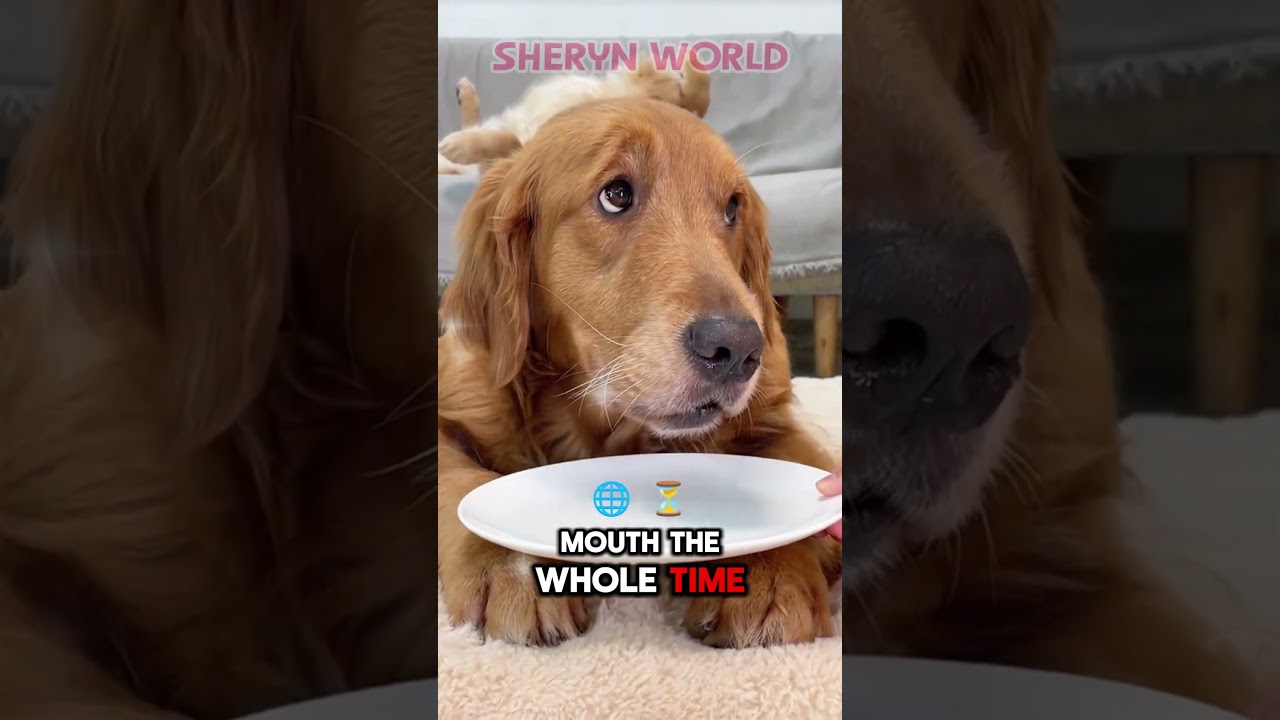 Sneaky Dog Hides Food! Hilarious Guilty Face Reaction 🐶✨