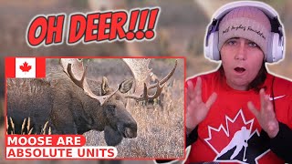 Moose are Absolute Units | Australian Reacts | AussieTash