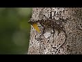 Hewan71 Cecak TERBANG Cekibar Flying Lizard Animals Hewan Binatang Hewan71 Cecak TERBANG Cekibar Flying Lizard Animals Hewan Binatang