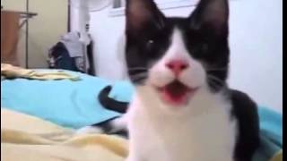 Кот выполняет команду апорт и дышит высунув язык Кот выполняет команду апорт и дышит высунув язык