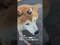 暑くなると拒否犬率が高まる柴犬