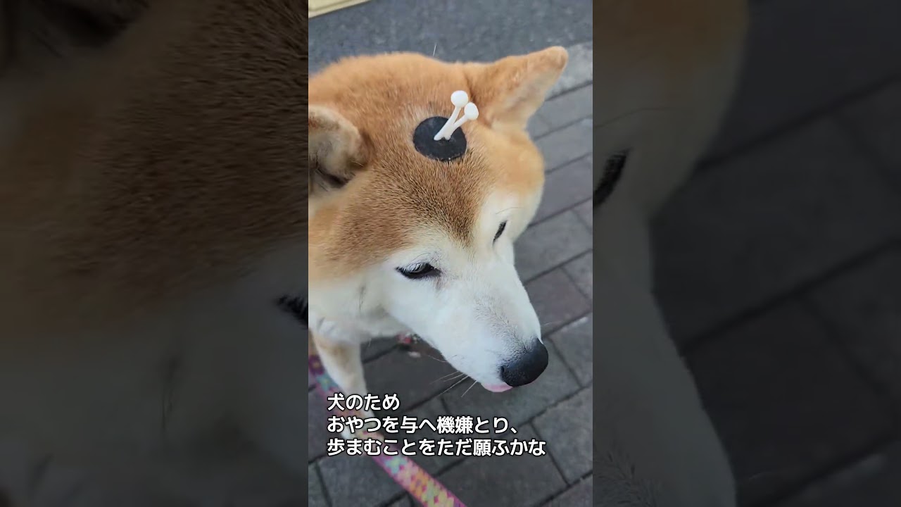 暑くなると拒否犬率が高まる柴犬