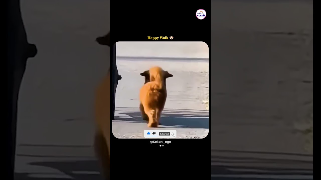 Happy Walk 🐕 | Pure Joy on the Road | Spread Happiness 